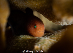 Bearded goby by Aboy Capili 
